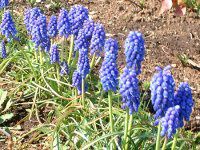 ���X�J��(Muscari)