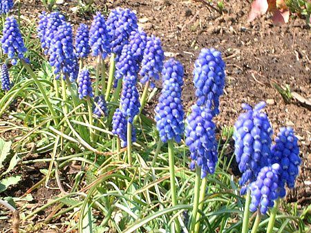 ���X�J��(Muscari)