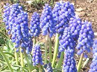 ���X�J��(Muscari)