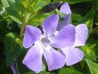 Vinca minor�i�r���J�~�m�[���j