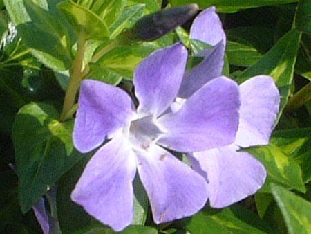 Vinca minor(�r���J�~�m�[��)