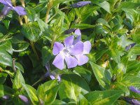 �r���J�~�m�[��(Vinca minor L)