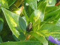 �r���J�~�m�[��(Vinca minor L.)