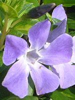 �r���J�~�m�[��(Vinca minor L)