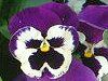 �p���W�[
