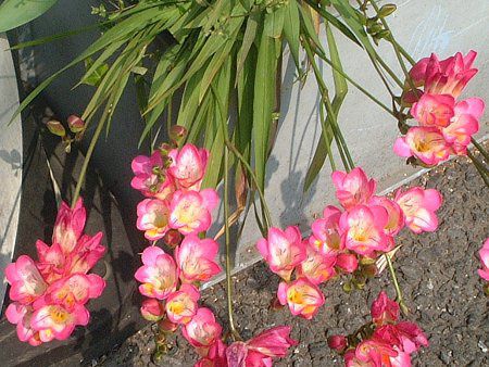 �t���[�W�A�iFreesia�j