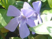 �r���J�~�m�[��(Vinca minor L.)