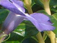 �r���J�~�m�[��(Vinca minor L.)