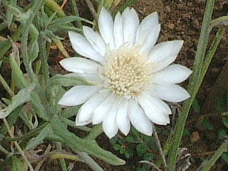 �L�Z�����Z�}��(Xeranthemum)
