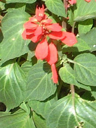 �T���r�A�E�X�v�����f���X(Salvia splendens)