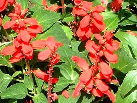 �T���r�A�E�X�v�����f���X(Salvia splendens)