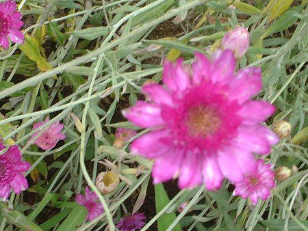 �L�Z�����Z�}��(Xeranthemum)