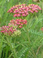 �����[(Yarrow)