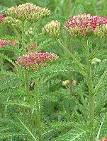 �����[(Yarrow)5