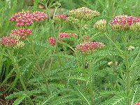 �����[(Yarrow)6