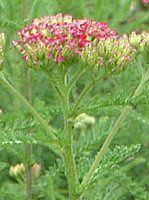�����[(Yarrow)7