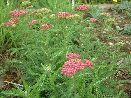 �A�L���A(Achillea)