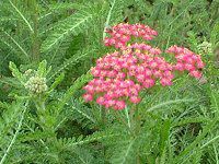 �����[(Yarrow)