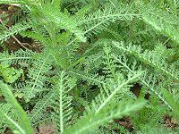 �����[(Yarrow)
