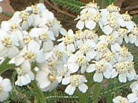 �A�L���A�iAchillea�j 