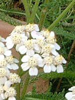 �����[(Yarrow)