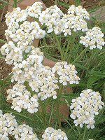 �����[(Yarrow)