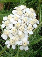 �����[(Yarrow)