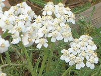 �����[(Yarrow)