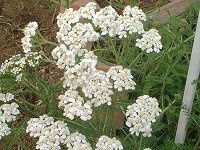 �����[(Yarrow)0