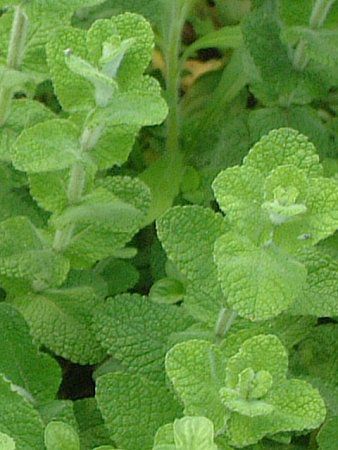 �A�b�v���~���g�iApple mint�j