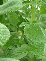 �A�b�v���~���g�iApple mint�j