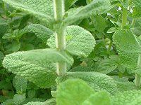 �A�b�v���~���g�iApple mint�j