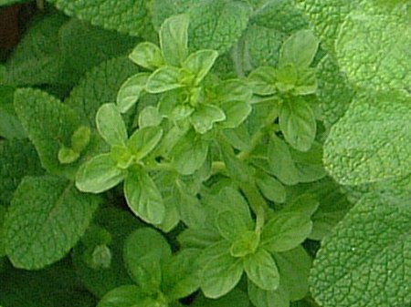 �A�b�v���~���g(Apple mint)