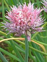 �`���C�u(Chives)