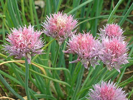 �`���C�u(Chives)