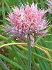 �`���C�u(Chives)