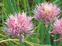 �`���C�u(Chives)