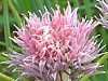 �`���C�u(Chives)