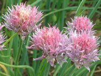 �`���C�u(Chives)