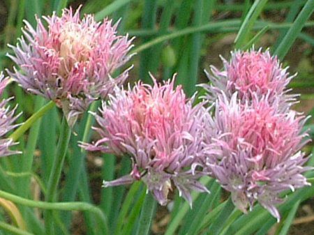 �`���C�u(Chives)