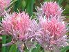 �`���C�u(Chives)