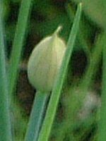 �`���C�u(Chives)