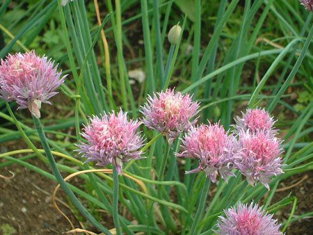 �`���C�u(Chives)