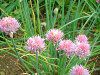 �`���C�u(Chives)