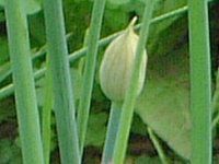 �`���C�u(Chives)