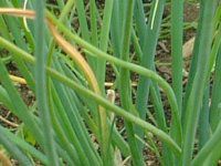 �`���C�u(Chives)