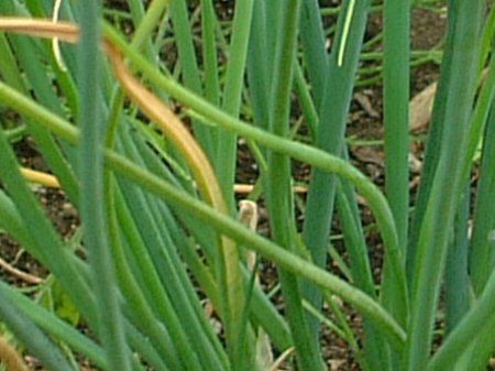 �`���C�u(Chives)