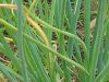 �`���C�u(Chives)