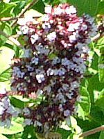 �I���K�m�E�u���K��(Oregano)