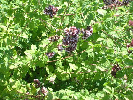 �I���K�m�E�u���K��(Oregano vulgare)